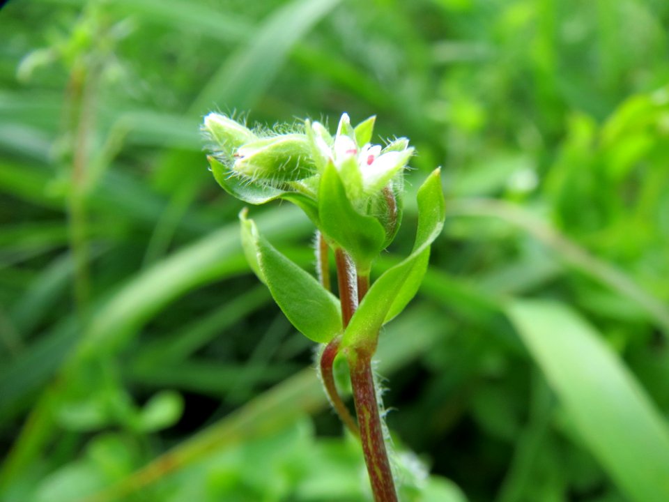 20140929Stellaria_media1