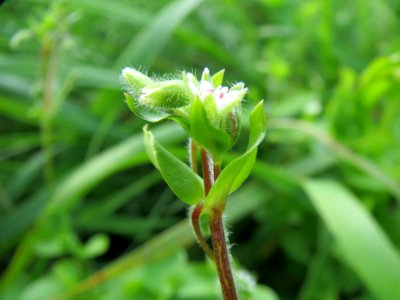 20140929Stellaria_media1