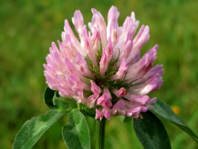 20141013Trifolium_pratense2