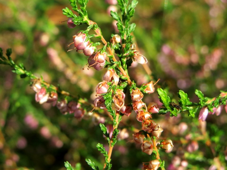 20141015Calluna_vulgaris3
