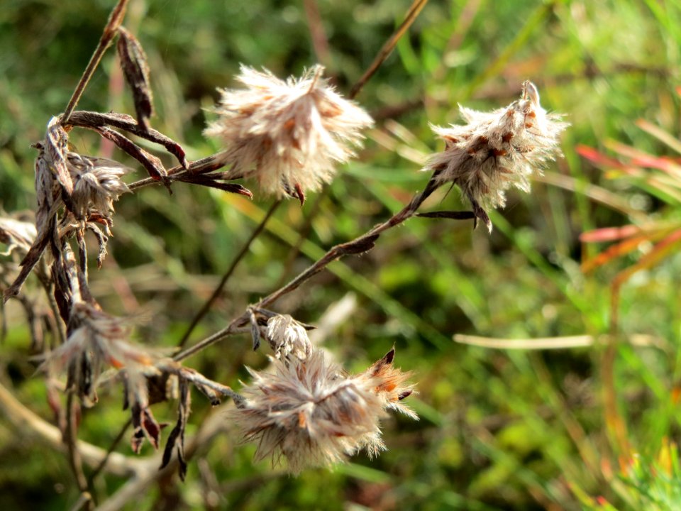 20141017Trifolium_arvense2