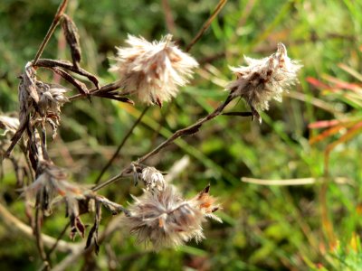 20141017Trifolium_arvense2