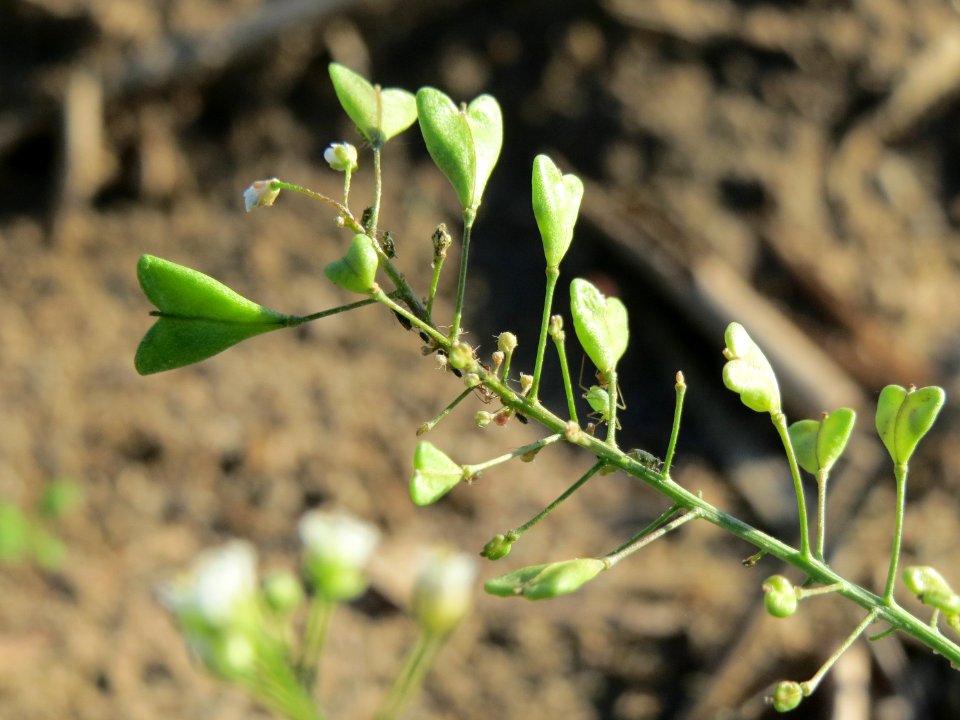 20141014Capsella_bursa-pastoris1