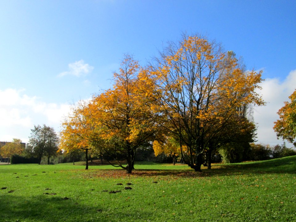 20141107Carpinus_betulus