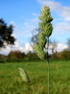 20141014Dactylis_glomerata3