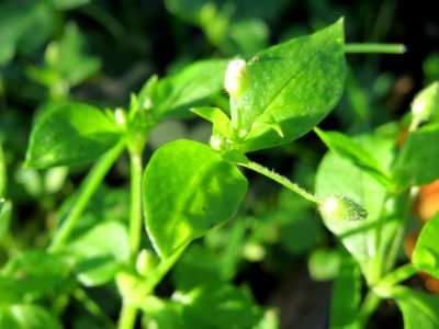 20141011Stellaria_media3