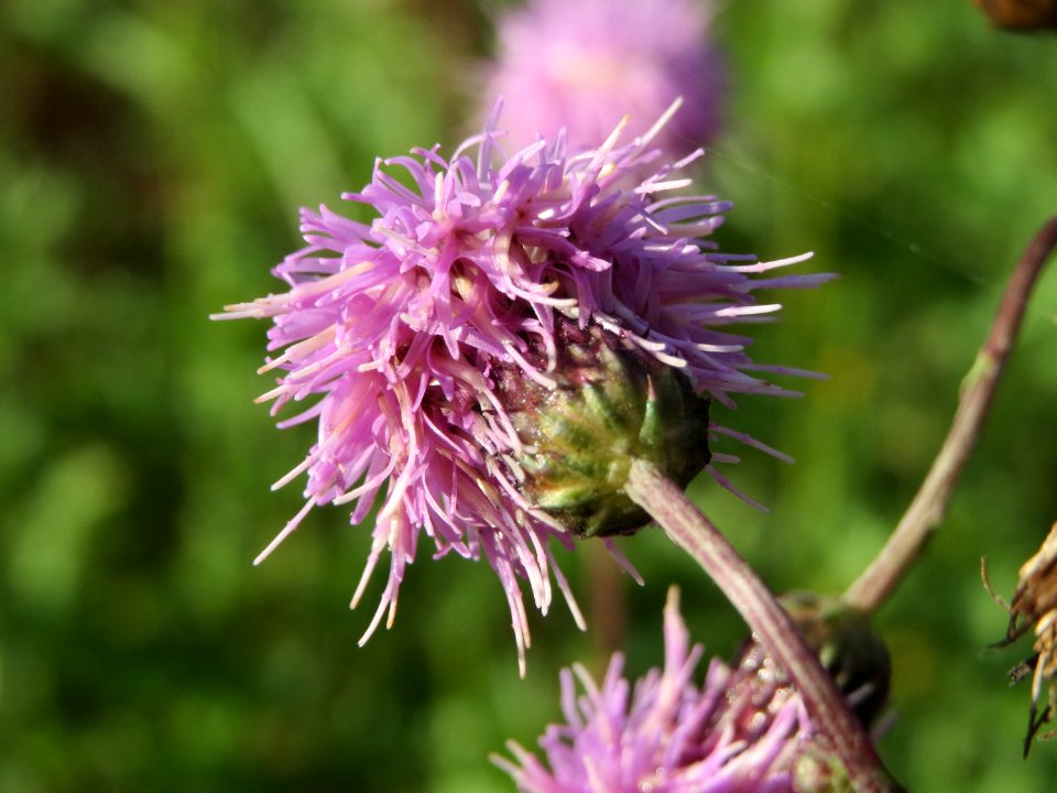 20141011Cirsium_arvense2
