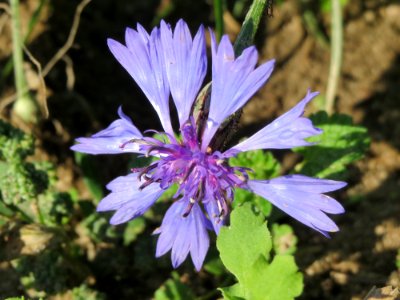 20141014Centaurea_cyanus photo