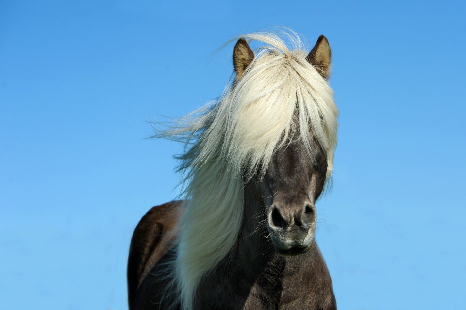 Ride mane horse mane