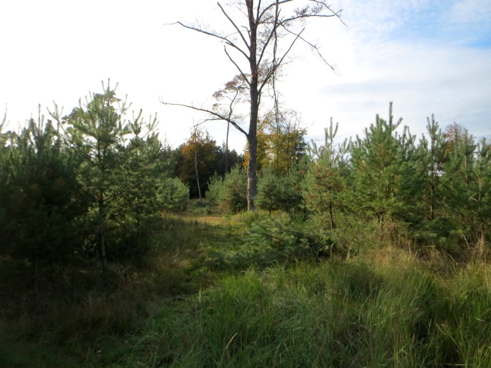 20141015Pinus_sylvestris2