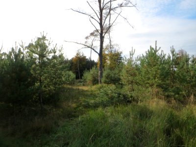 20141015Pinus_sylvestris2