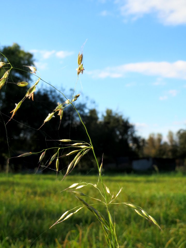 20141014Arrhenatherum_elatius3