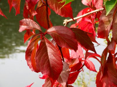 20141005Parthenocissus_quinquefolia1