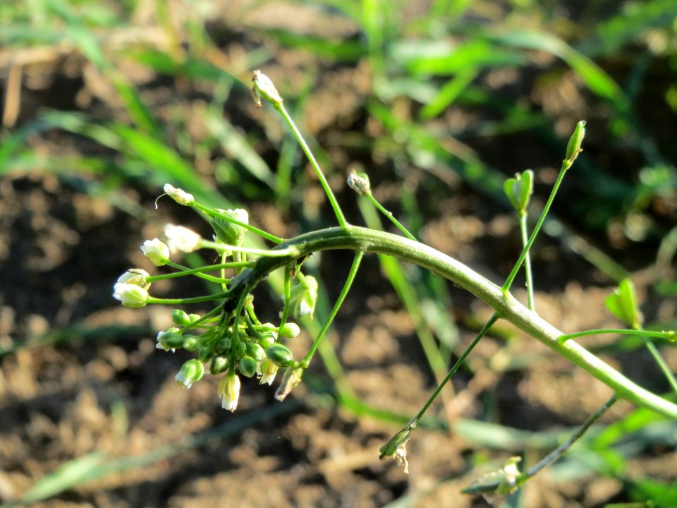 20141014Capsella_bursa-pastoris2