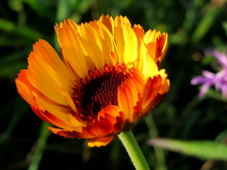 20141003Calendula_officinalis4