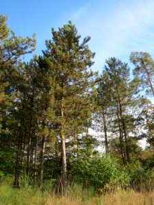 20141015Pinus_nigra2