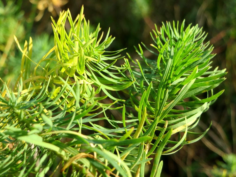 20141015Euphorbia_cyparissias1