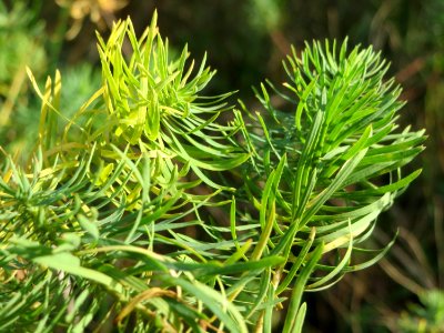 20141015Euphorbia_cyparissias1