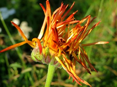 20141003Calendula_officinalis3