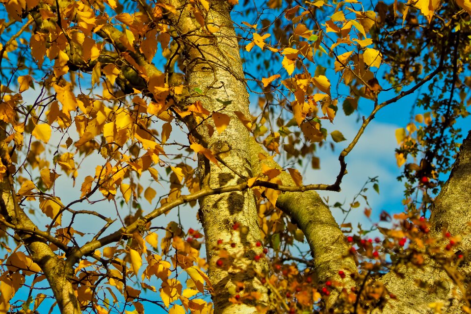 Golden autumn fall foliage nature photo