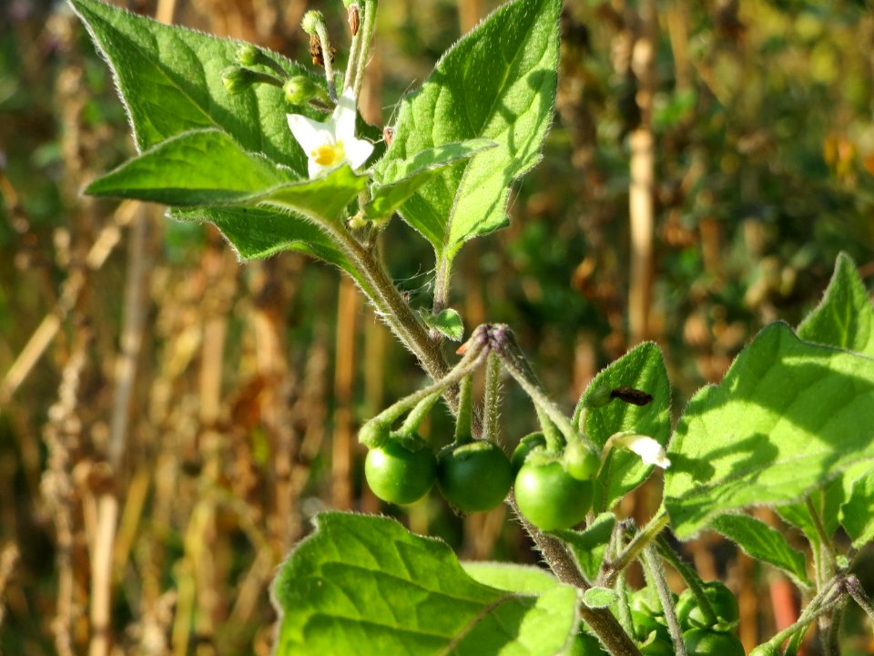 20141003Solanum_nigrum