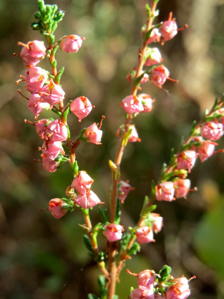 20141015Calluna_vulgaris2
