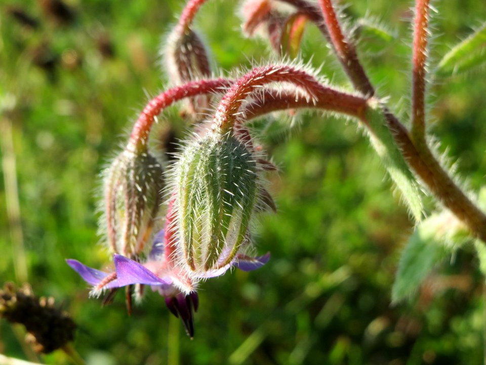 20141003Borago_officinalis2