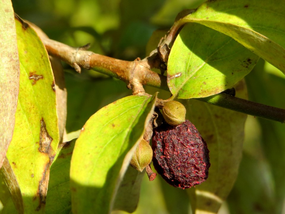 20141003Cornus_mas2