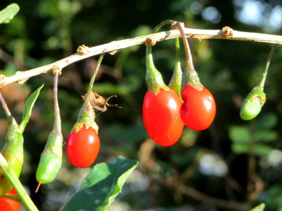 20141015Lycium_barbarum2