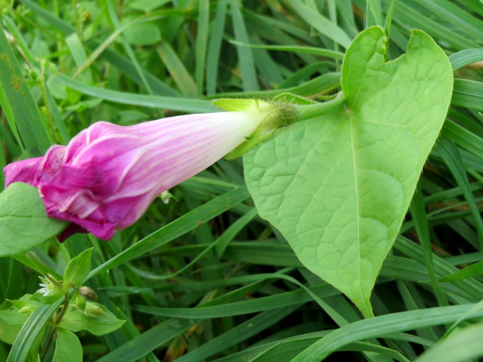 20141013Ipomoea_purpurea1