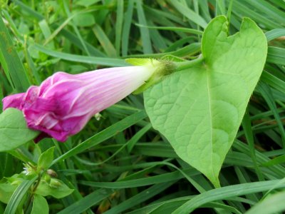 20141013Ipomoea_purpurea1