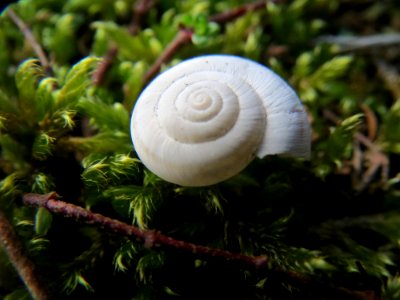 20141017Mollusca2