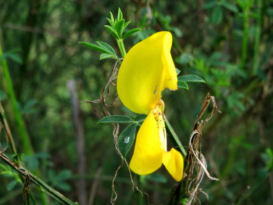 20141013Cytisus_scoparius1