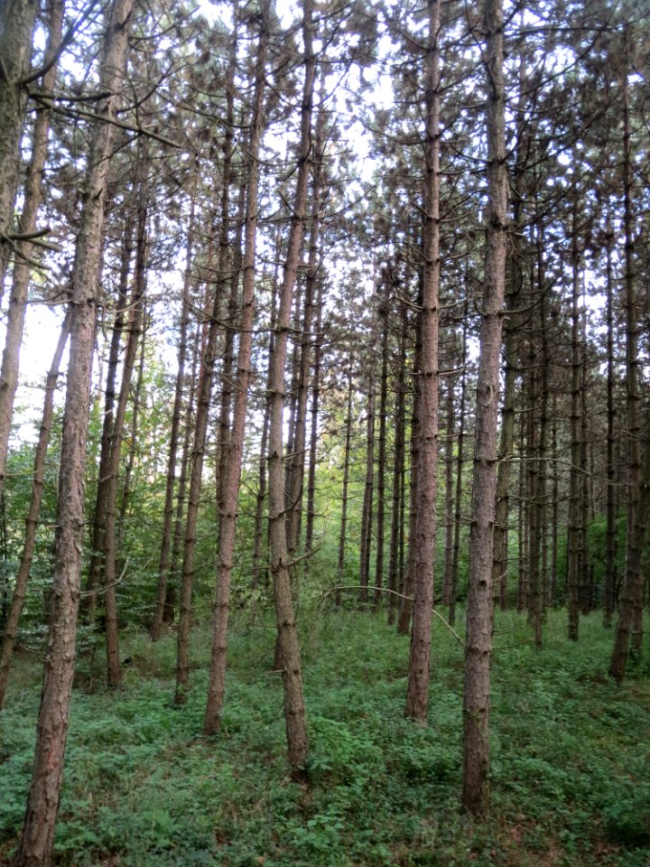 20141015Pinus_nigra3