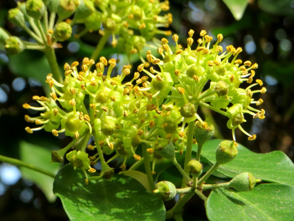 20141005Hedera_helix2