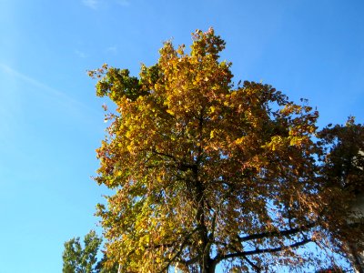 20141011Tilia_cordata1 photo