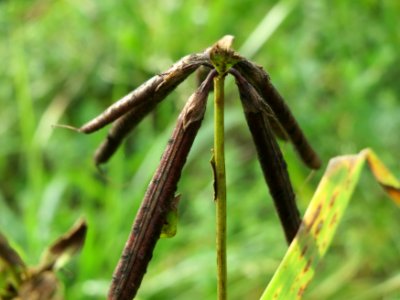 20141017Lotus_corniculatus1
