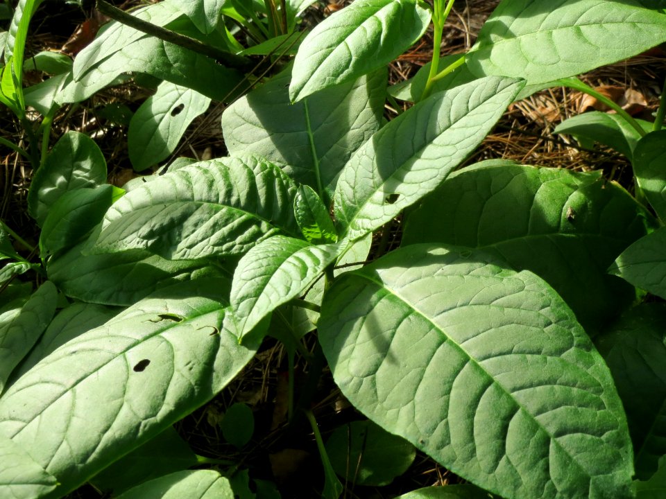 20141015Phytolacca_americana2