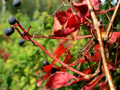 20141005Parthenocissus_quinquefolia2
