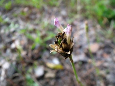 20141012Petrorhagia_prolifera3