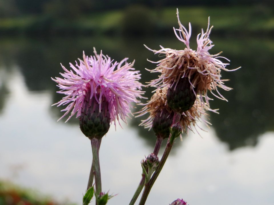 20141005Cirsium_arvense