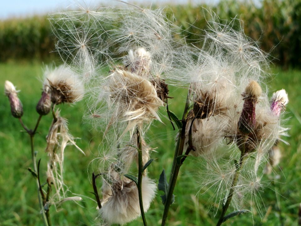 20140928Cirsium_arvense1
