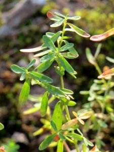 20141017Hypericum_perforatum3