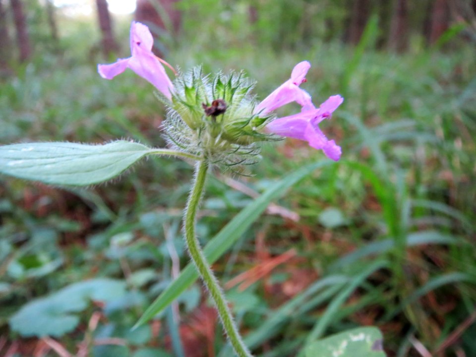 20141015Clinopodium_vulgare2