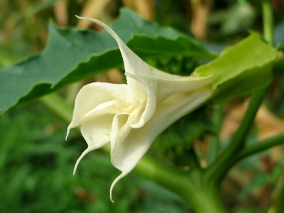 20140928Datura_stramonium2