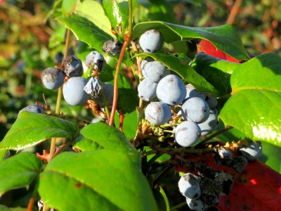 20141011Mahonia_aquifolium1