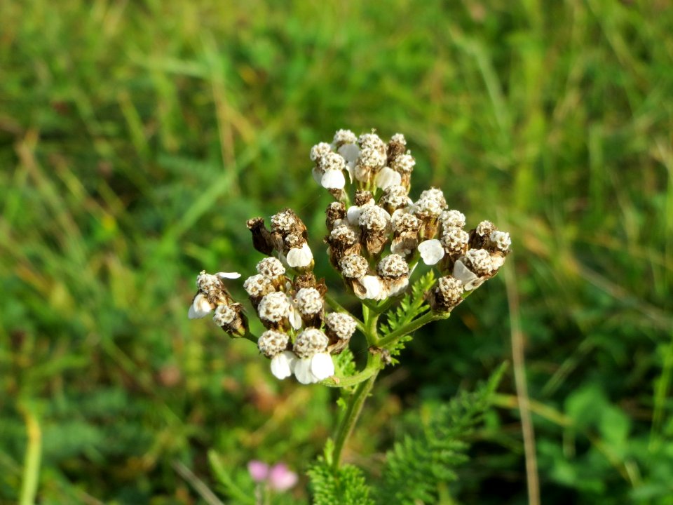 20141017Achillea_millefolium2