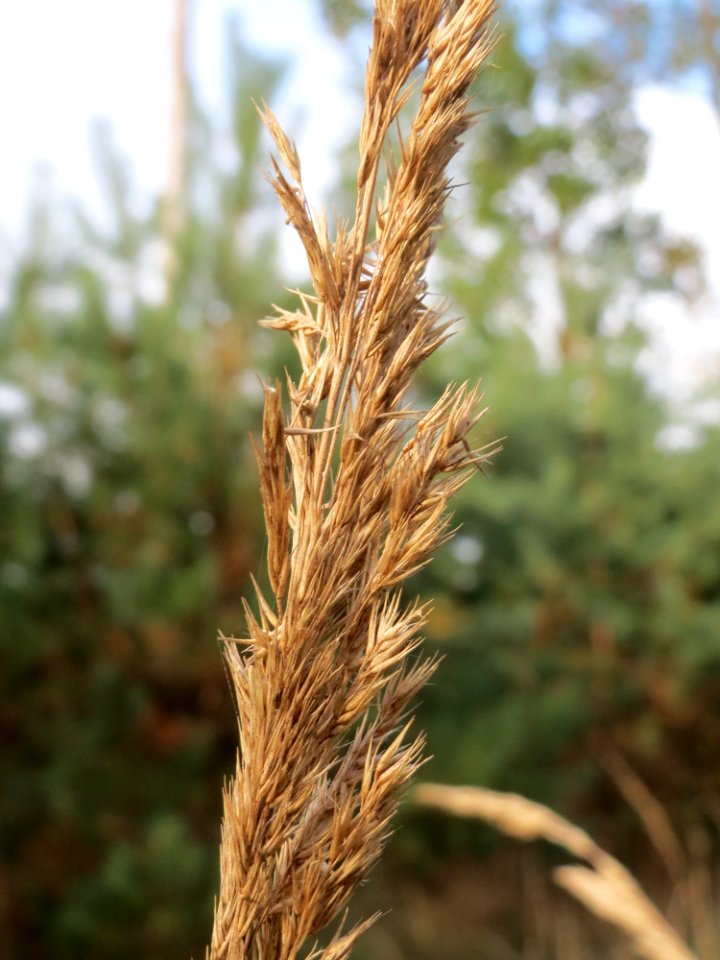 20141015Calamagrostis_epigejos2