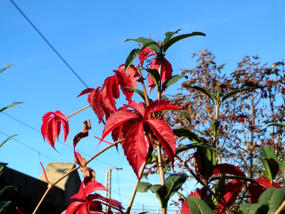 20141011Parthenocissus_quinquefolia02