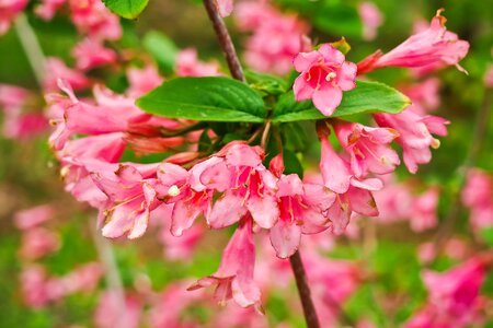 Bi color leaf structure spring
